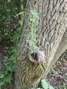 TREE-DONE-225x300-1.webp